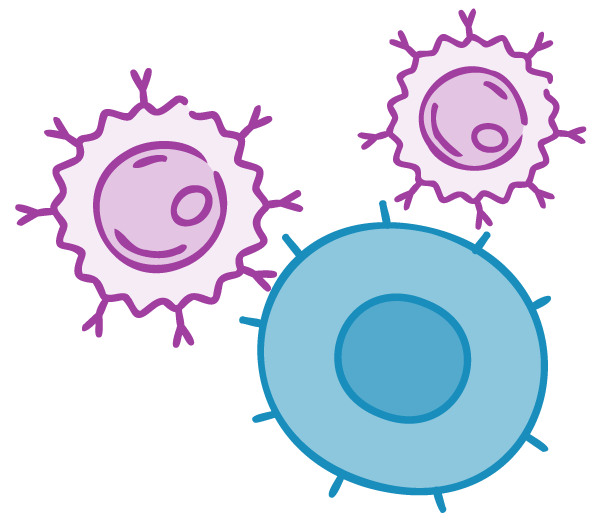 T-Cell Lymphoma-affected cell with two normal cells.